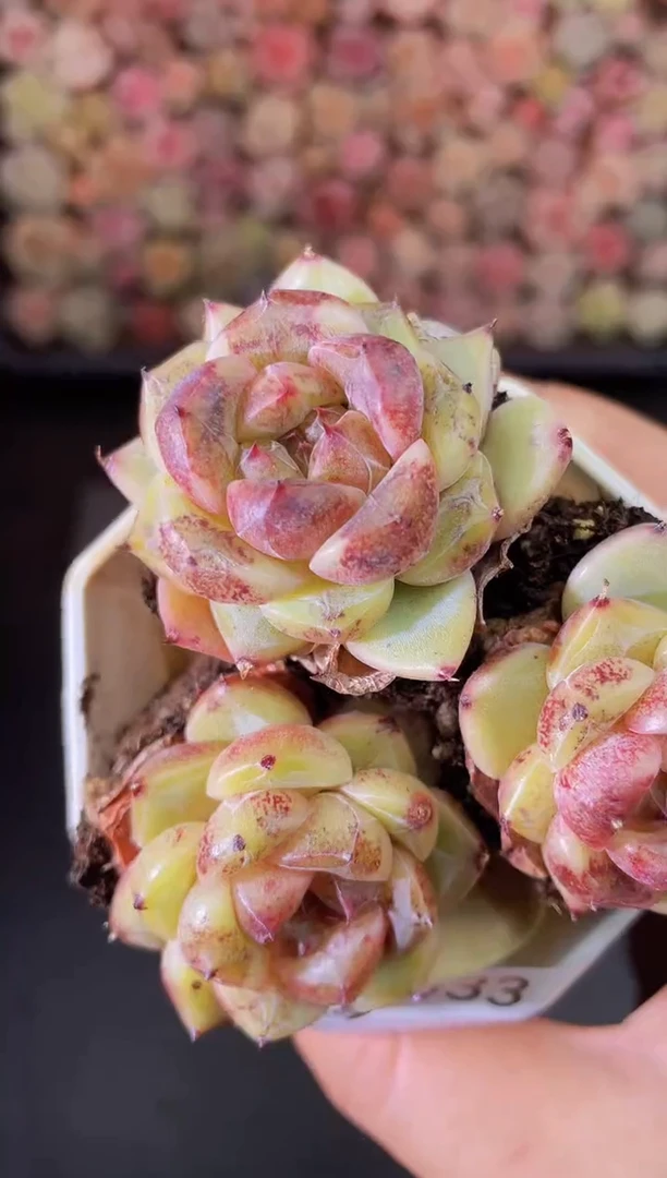 633黑曜石一物一拍一组