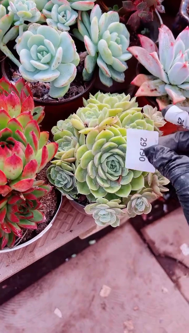 C*多肉植物一物一拍29190