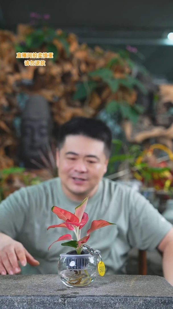 当前无花栽培后可以开花红珊瑚圆球玻璃瓶501T