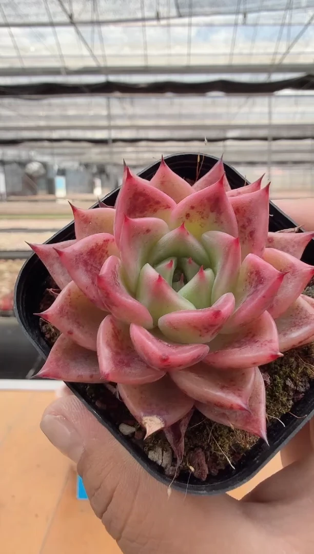 东云多肉园二店-95