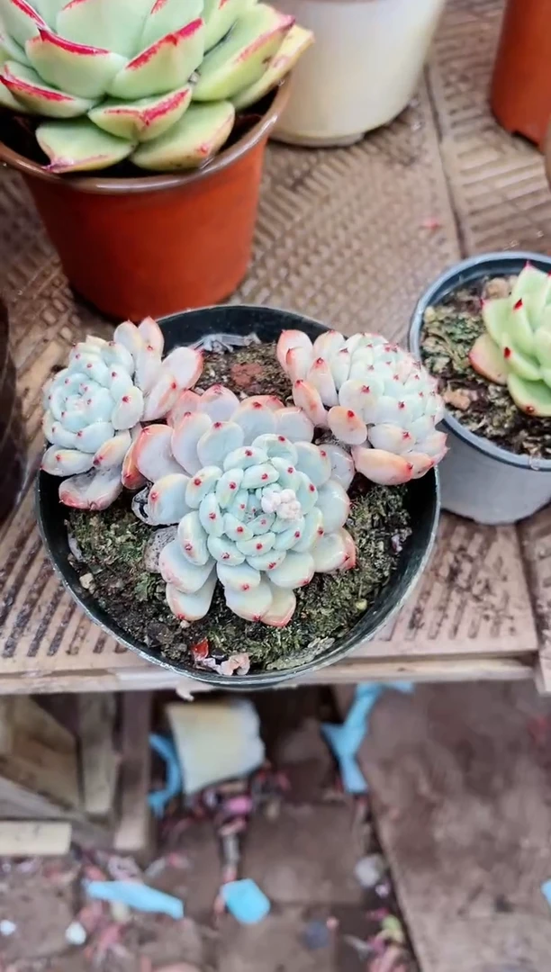 【闪购商品】19102多肉