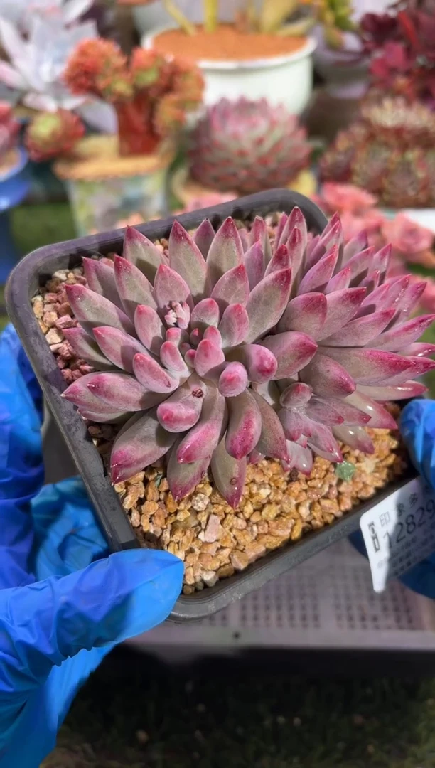 【闪购商品】12829