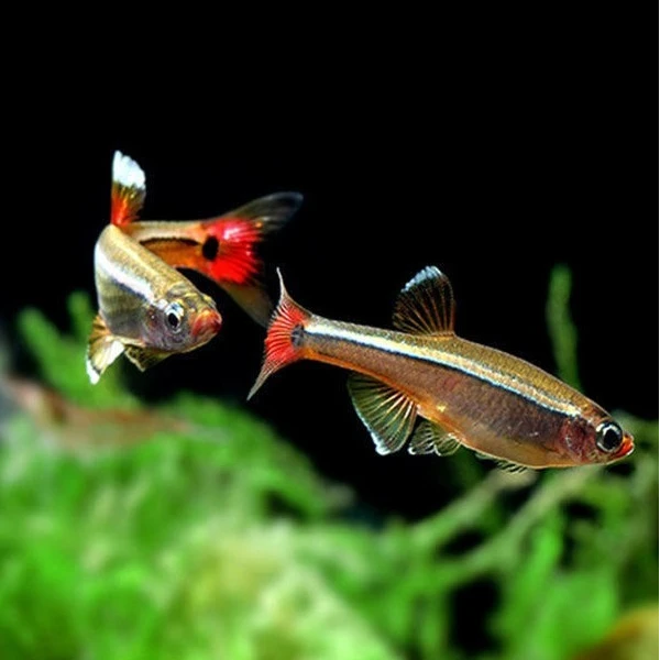 白云金丝鱼冷水鱼小型观赏鱼水草缸饲养小型鱼混养灯科鱼包邮