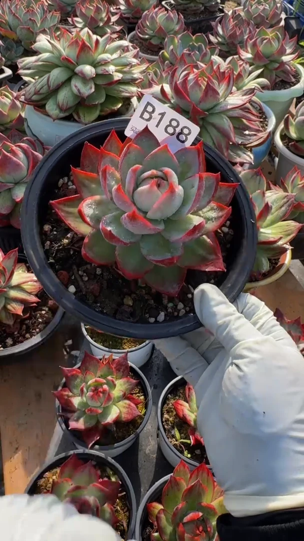 B188惊鸿仙子（裸根发货）