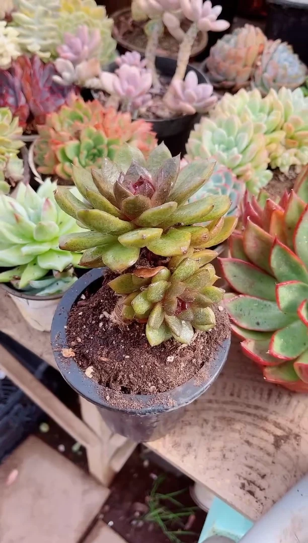 永****店多肉植物一物一拍10183