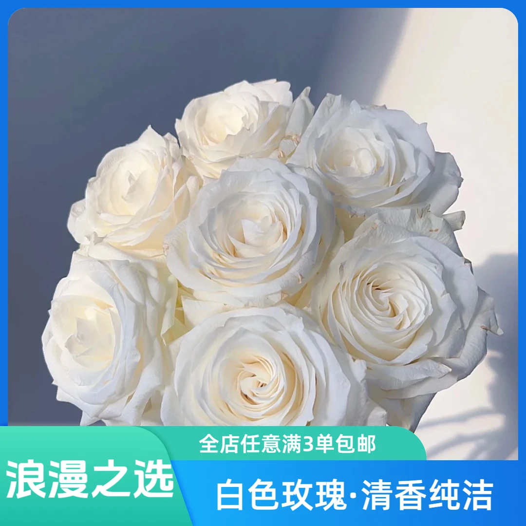 【骄傲】清香白色玫瑰花 开炸后有香味 纯洁高贵玫瑰鲜花