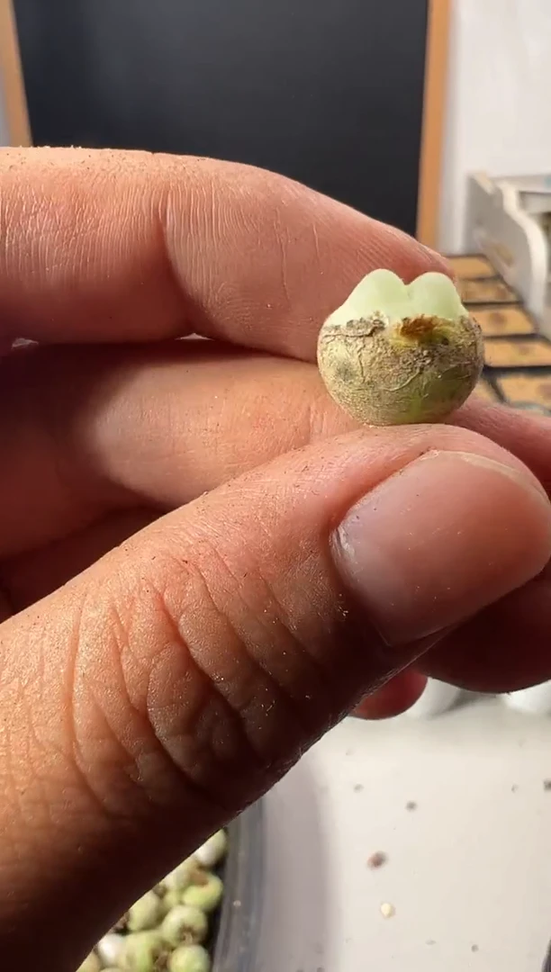 一物一拍              503