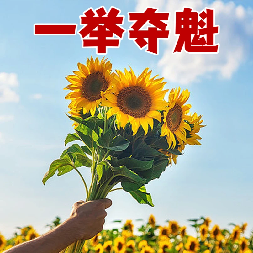 种子寓意好花卉绿植一举夺魁中考高考祝福一举高中盆栽鸿运当头