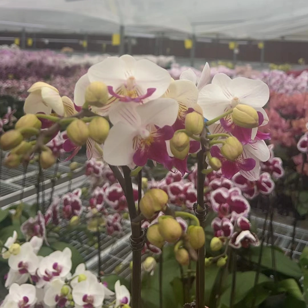 【貂蝉Pro max】精品蝴蝶兰花室内阳台办公室高端花卉盆栽年宵花