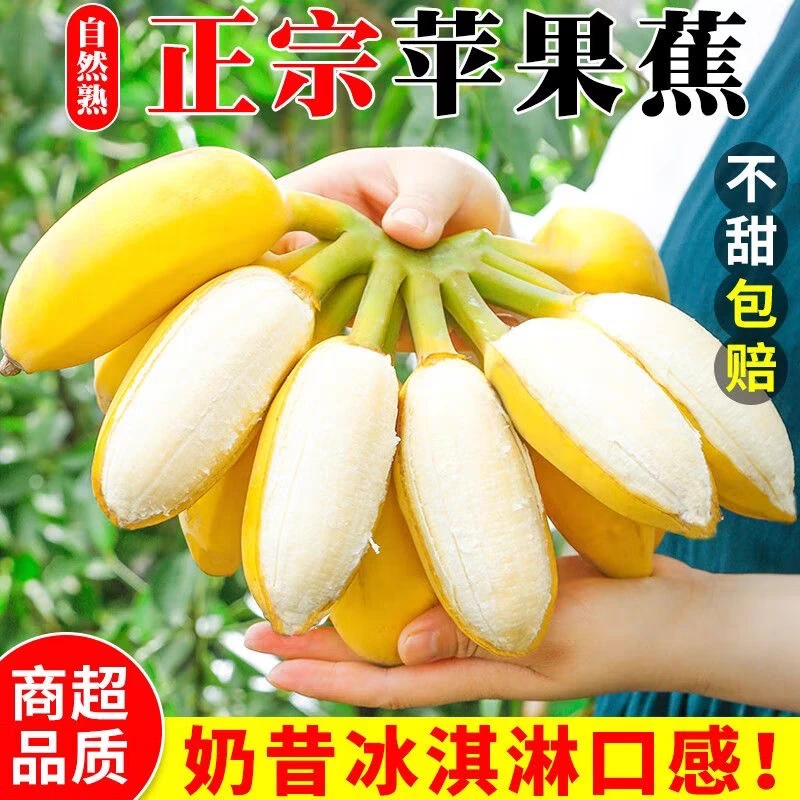 广西苹果蕉水果产地直发应季当季新鲜水果香蕉批发整箱10斤苹果蕉