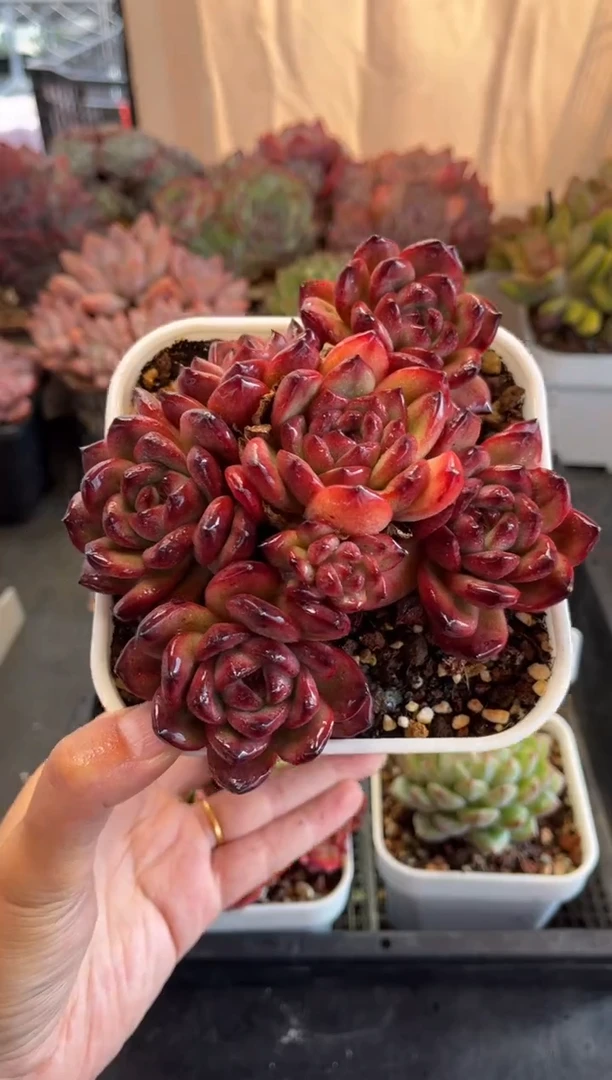 0756（天冷必拍保温箱）