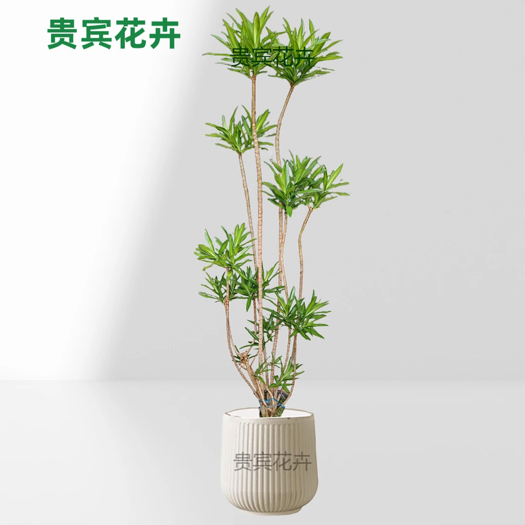 金心百合竹大型盆栽绿植净化空气适合室内客厅摆放金星百合竹