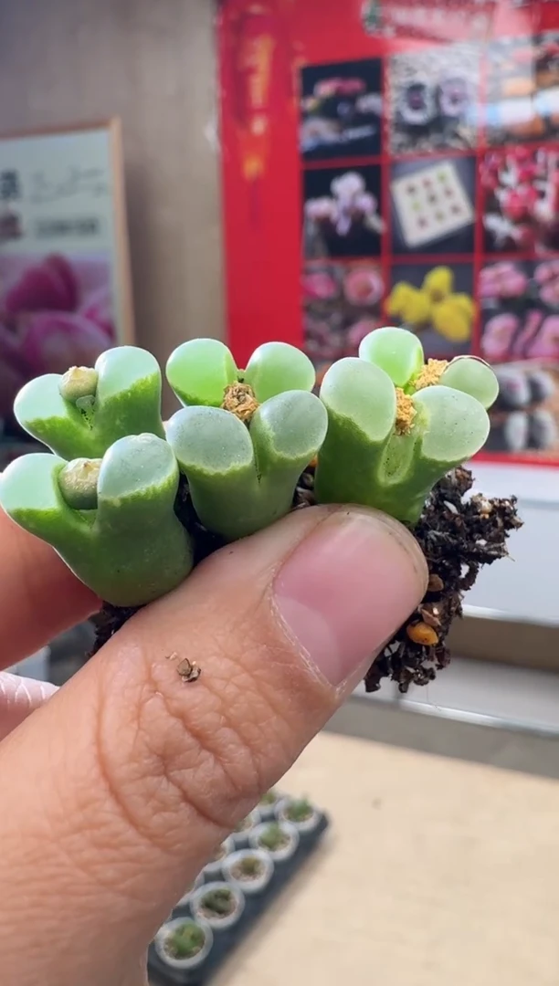 【闪购商品】29-47一颗