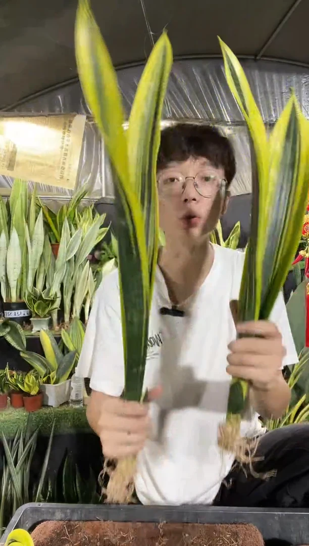 曲叶黄金40-60裸根3棵28.8