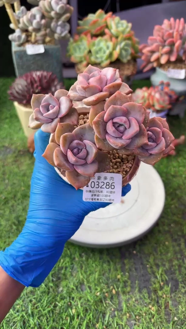 昆明印象多肉3286