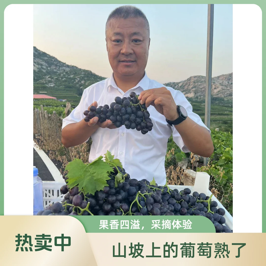 【张书记专属】山东平度大泽山玫瑰香葡萄现摘现发顺丰包邮山东省