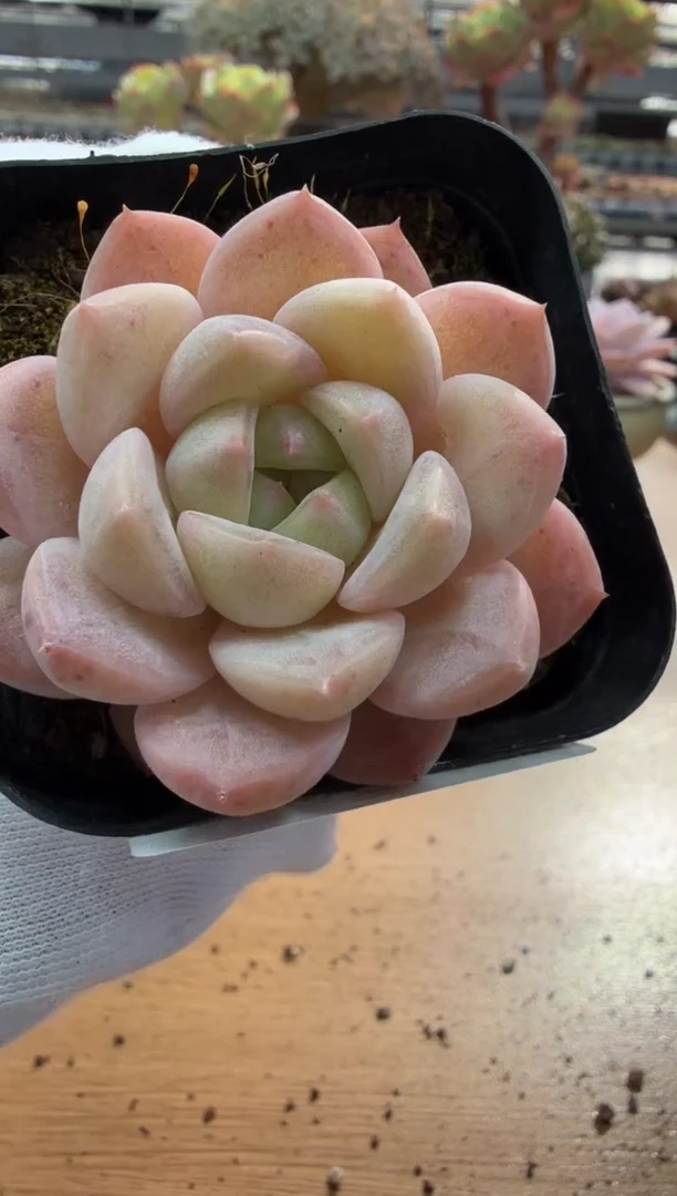 东云多肉园二店-143