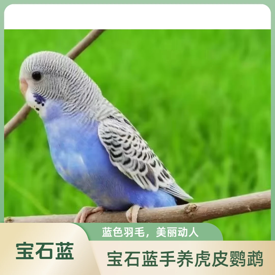 手养鸟宝石蓝白紫稀有颜色系列搭配系列