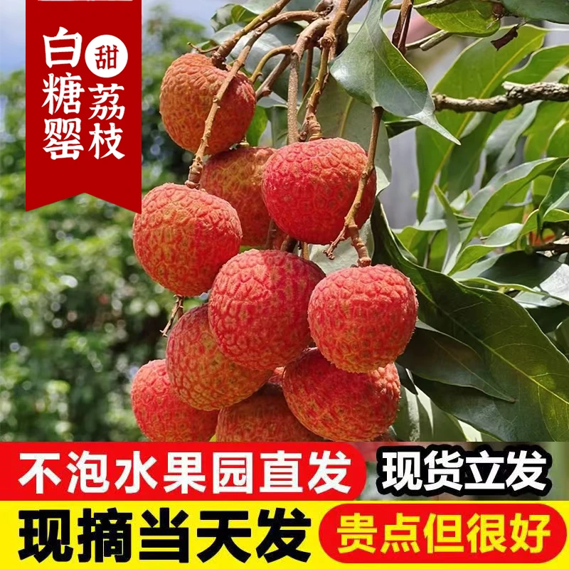【5斤装次日达白糖罂荔枝果园直发现采现发顺丰冷链荔枝】新鲜上海市