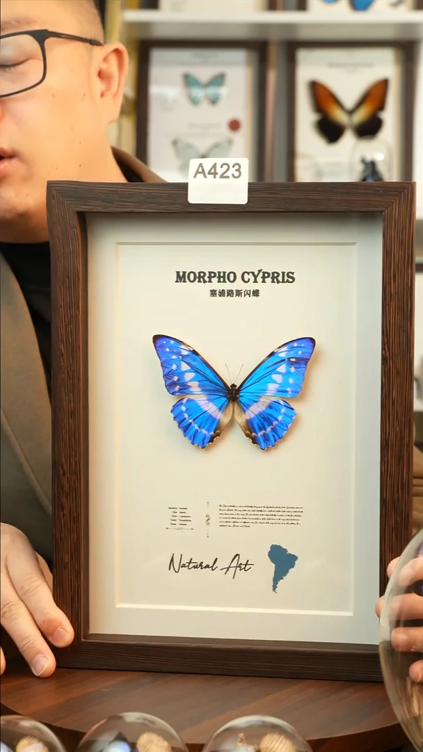 夜明珠闪蝶-英文（10寸欧式黑框）A423