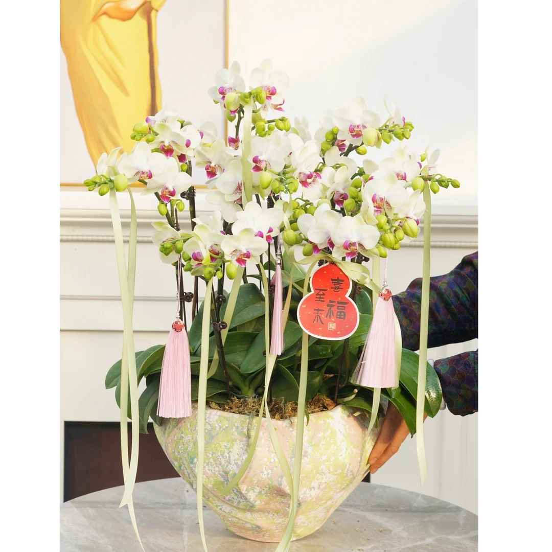 绿熊双剑带苞部分开花盆栽大盆蝴蝶兰