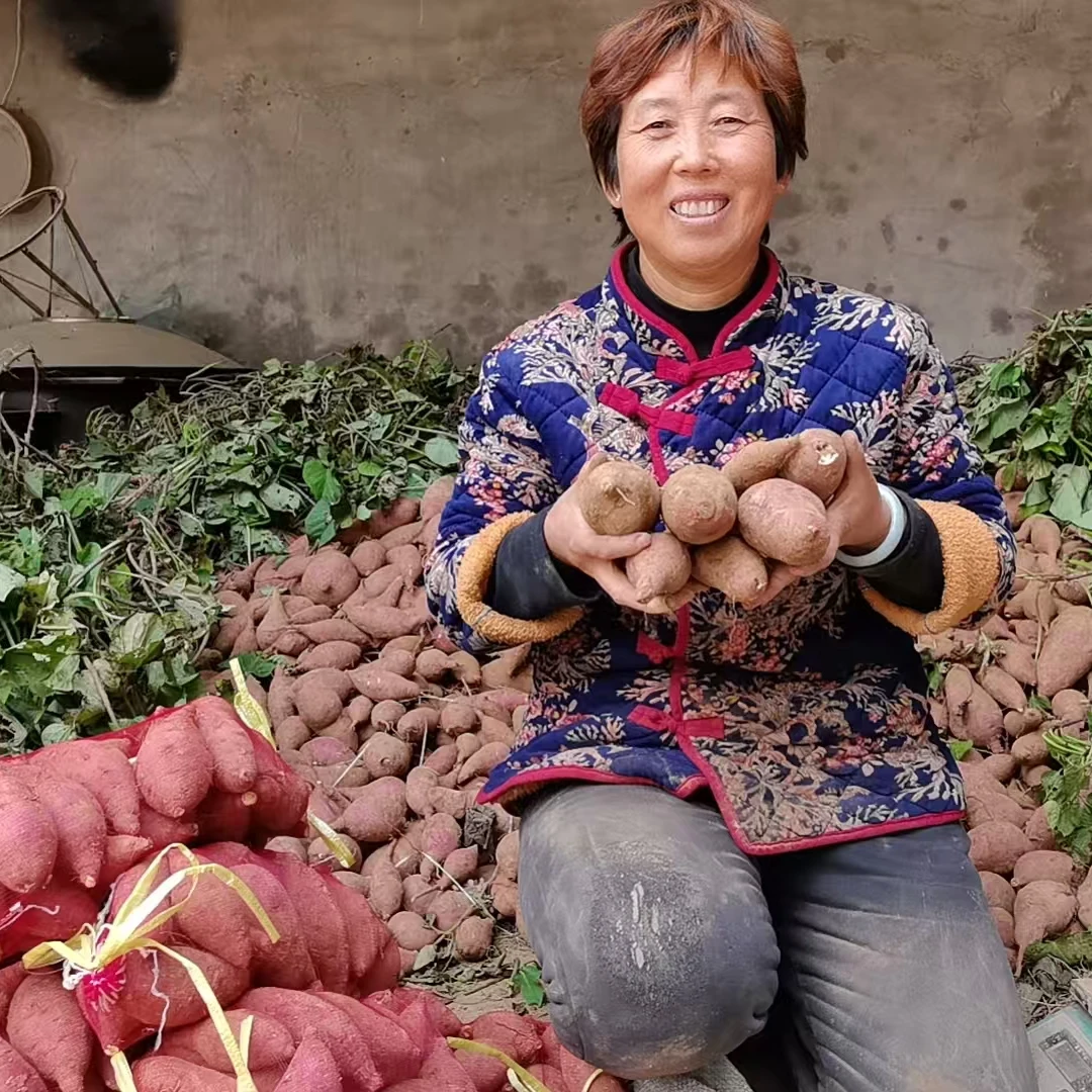 大妮儿家板栗黄心蜜薯现挖现发