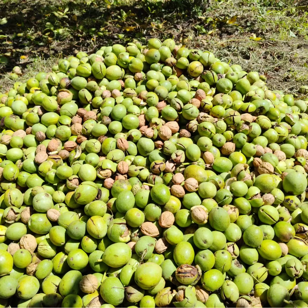 西藏朗县新鲜核桃