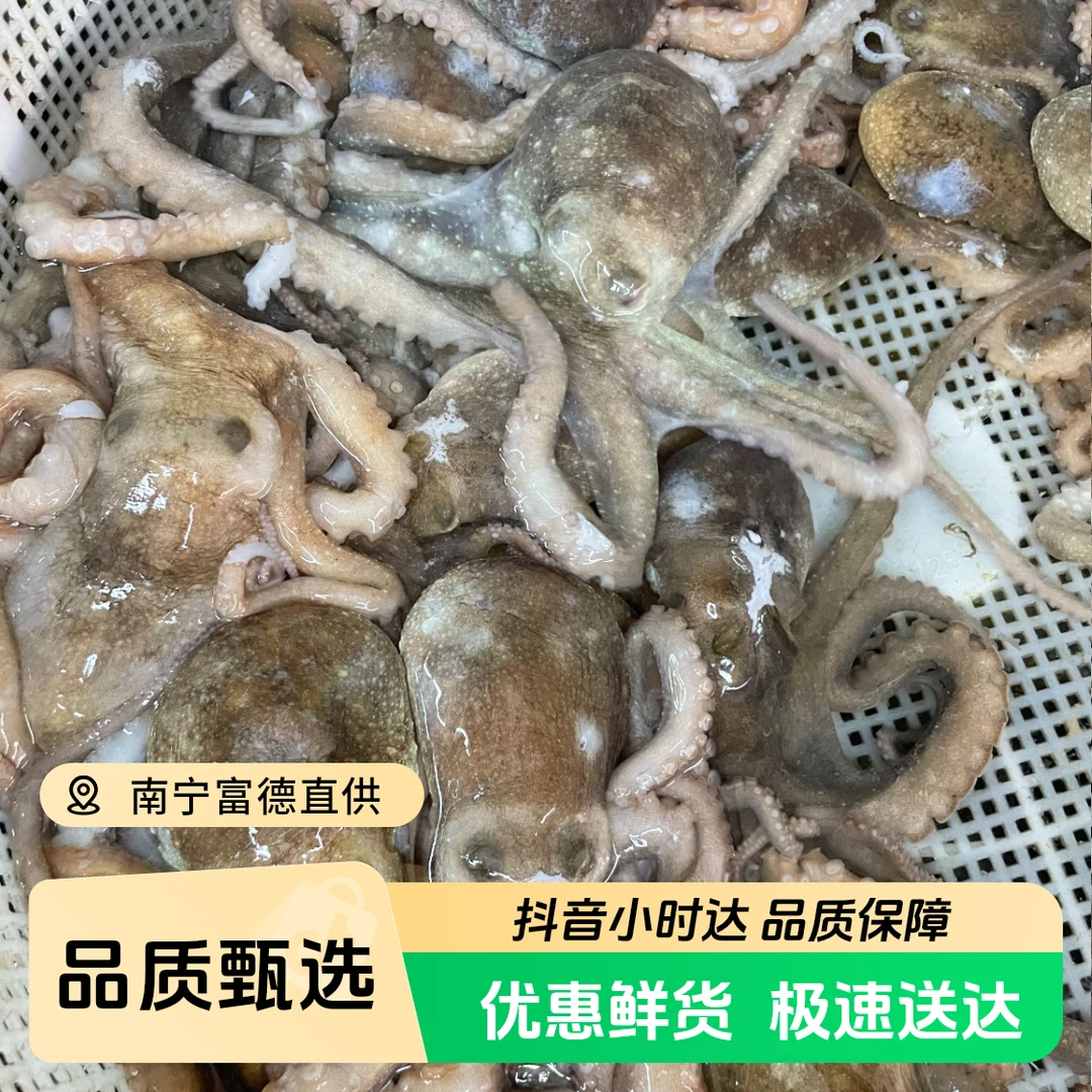 鲜活八爪鱼论重量称斤500g（称斤）