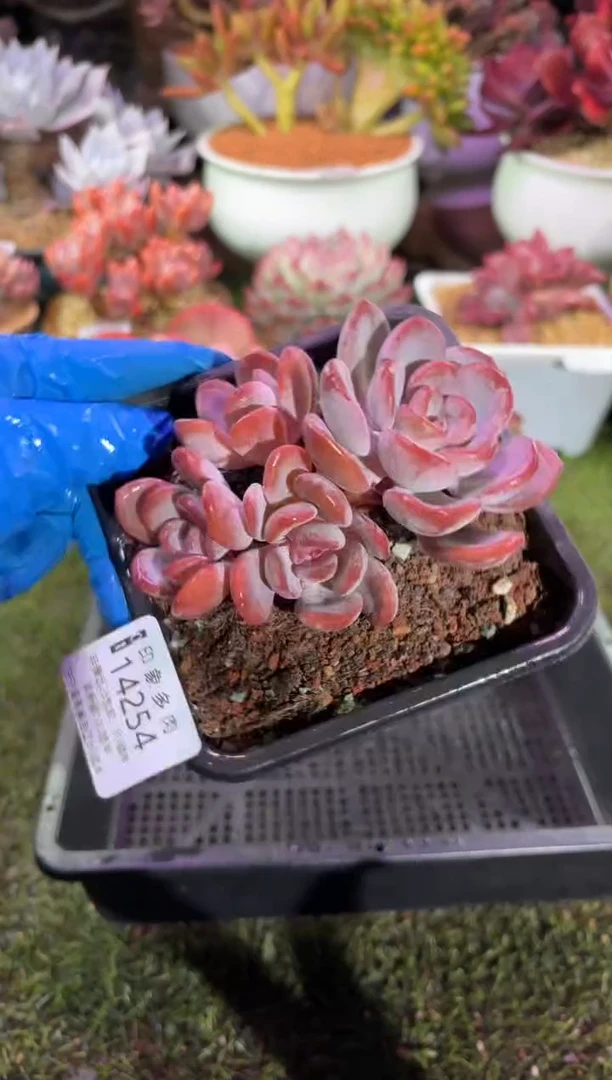 【闪购商品】14254