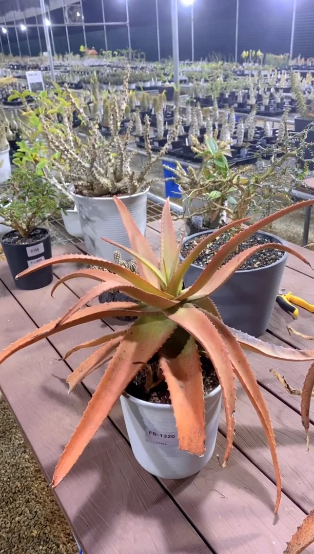 【闪购商品】原生芦荟脱土FB-1320