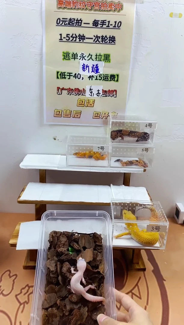 豹纹守宫豹纹守宫幼苗亚成体成体肥尾