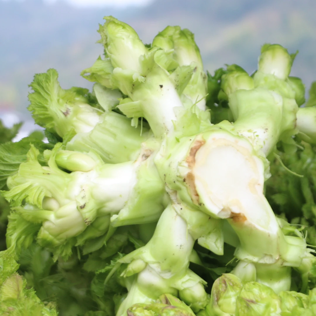 贵州农家有机肥种植儿菜地里现摘新鲜现发3斤-10斤