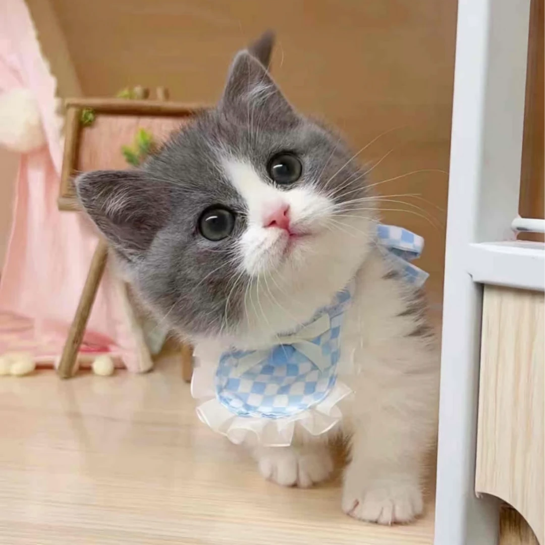 标题小蒋的猫定金链接