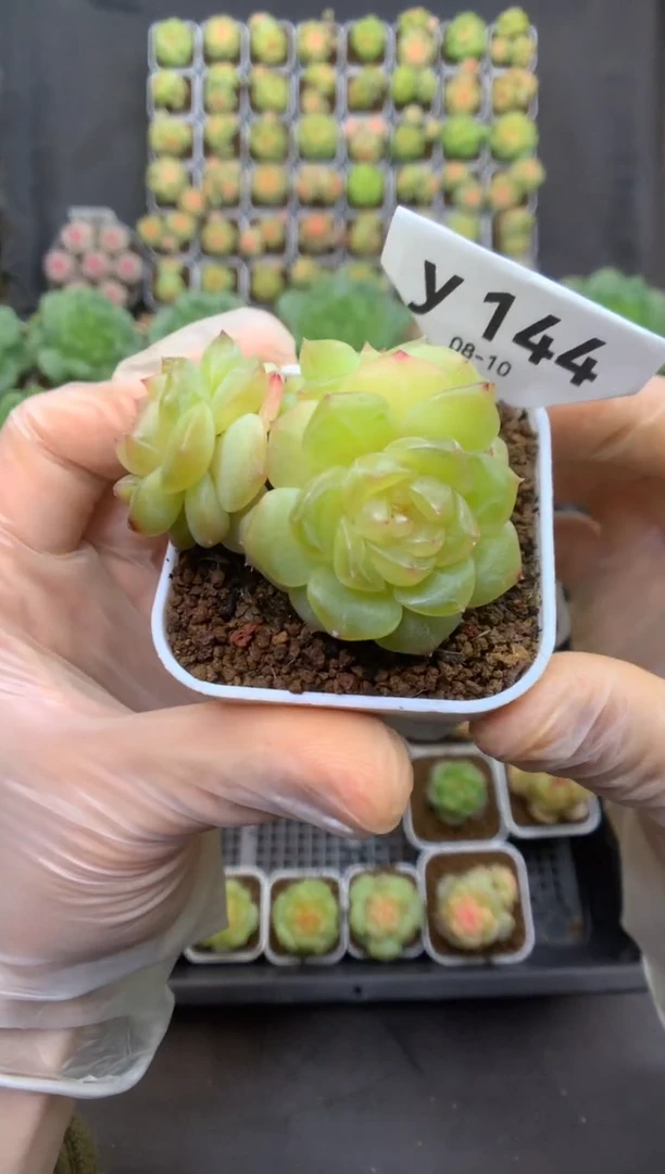 y144 如舟定繁 谪仙