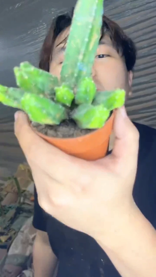 多头 桃太郎【带根】