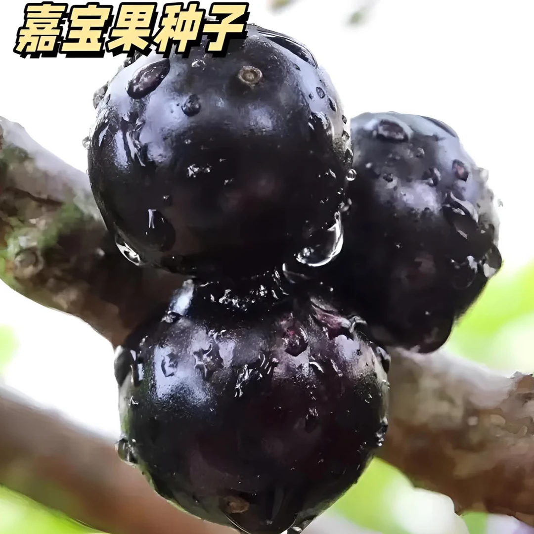 【嘉宝果种子】家庭阳台小院盆栽地栽四季种植