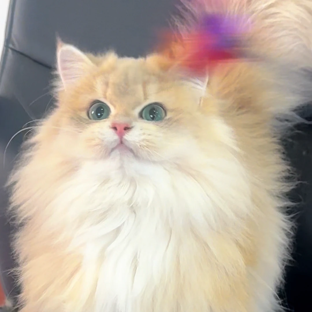 紫金金加白可爱小猫咪宠物