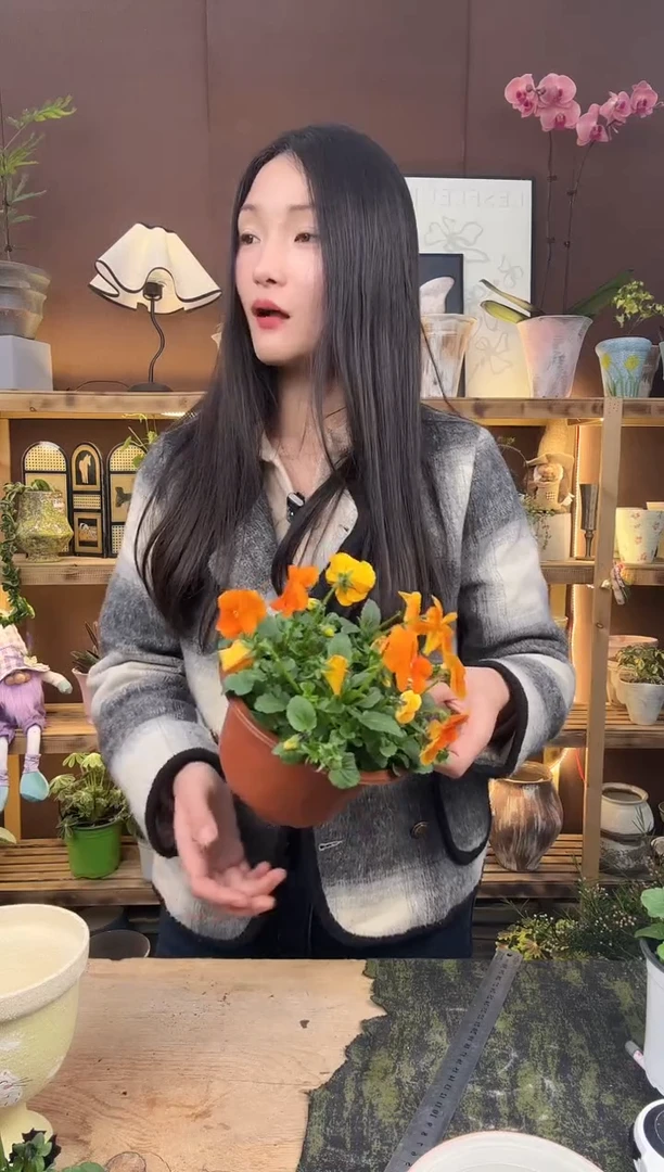 以实际为准角锦育苗盆393