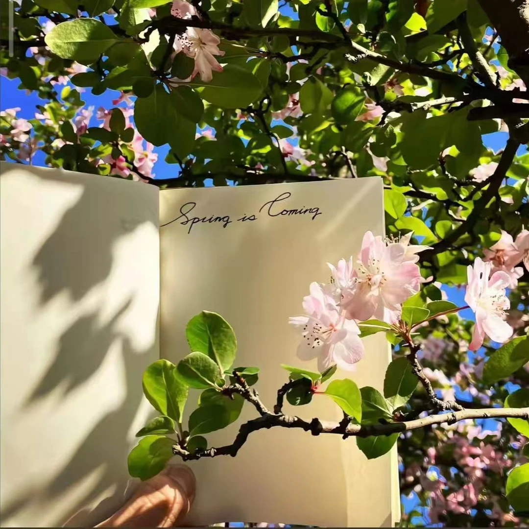 花语厘【长寿粉颜丁】