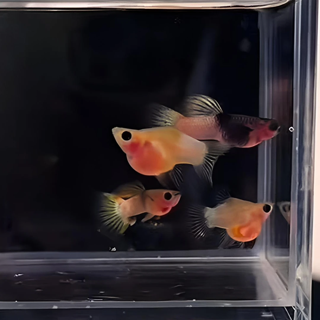 越南原线粉红玻璃猫孔雀鱼高端精品进口种鱼高品质纯种热带观赏鱼