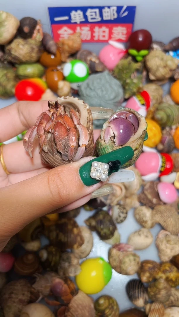 陌派甄选寄居蟹 6818