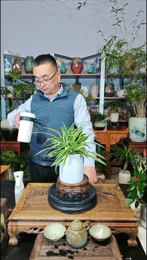 【闪购商品】水之韵水培植物吊兰