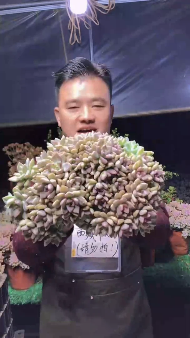 244淡雪缀化一物一拍