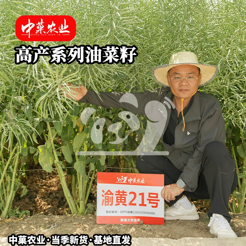 【中菓农业】渝黄21高产油菜种子抗病高产籽粒纯黄籽甘蓝型油菜种子