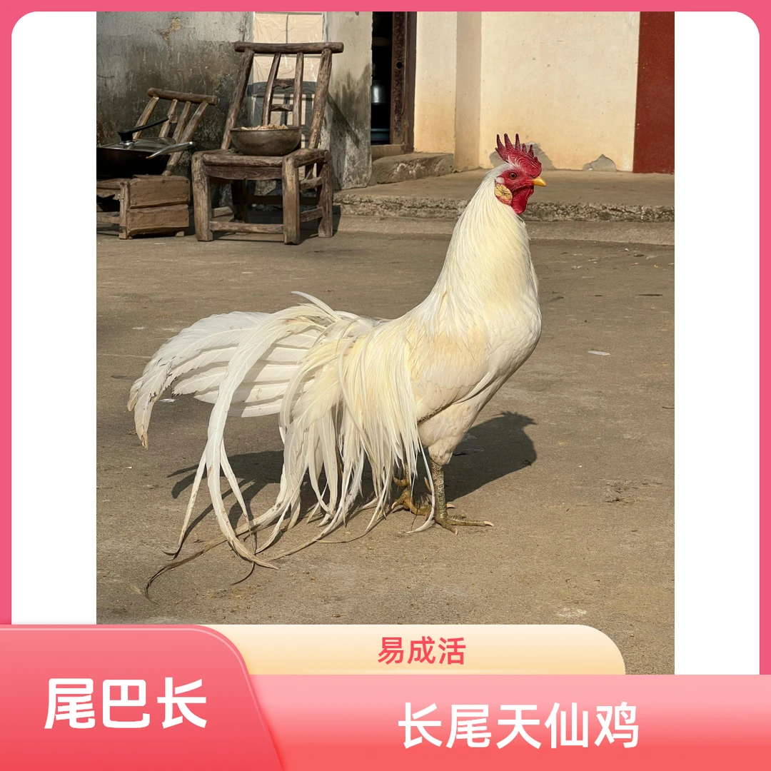 【纯白长尾天仙鸡出壳苗】神仙鸡出壳苗下白色蛋包活到家买10送1