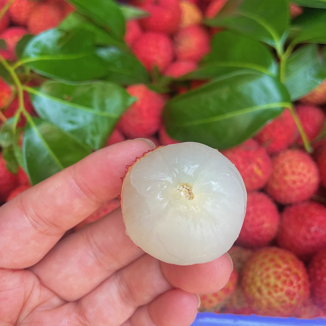 【9.9元/1斤】桂味荔枝