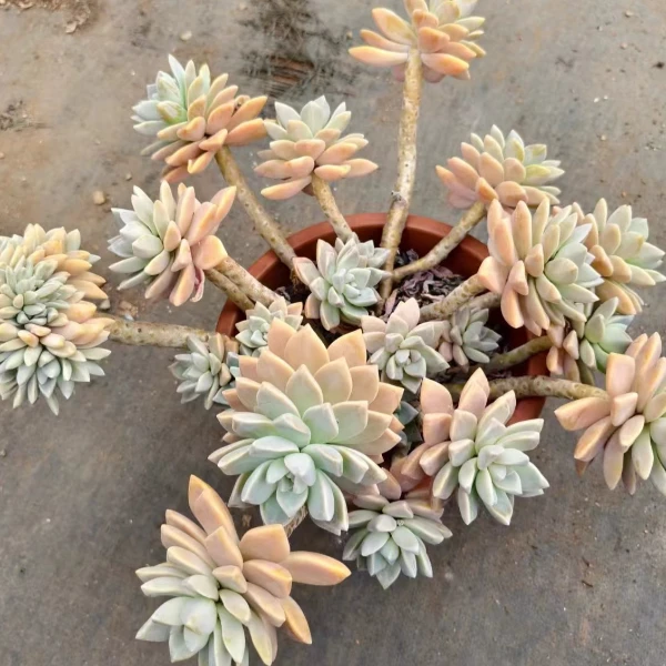 淡雪 新手好养精品多肉绿植云南昆明发货