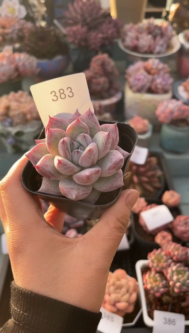 383单头卡杂多肉