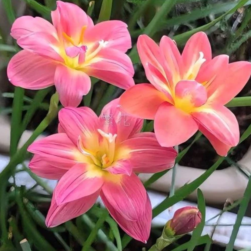 风雨兰种球四季开花浓香型重瓣多色韭兰葱兰室内阳台水培绿植花卉