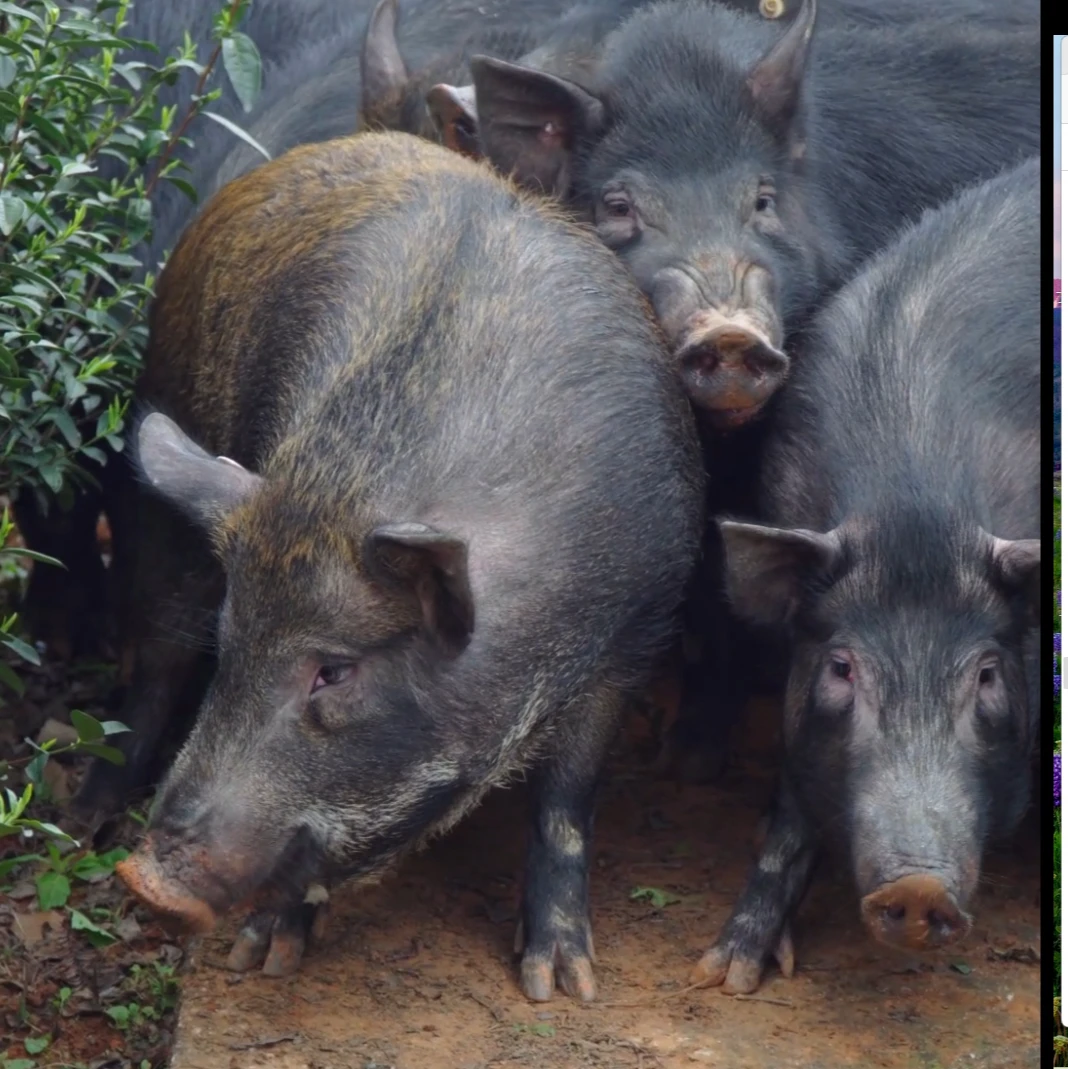 散养跑山黑土猪新鲜土猪肉